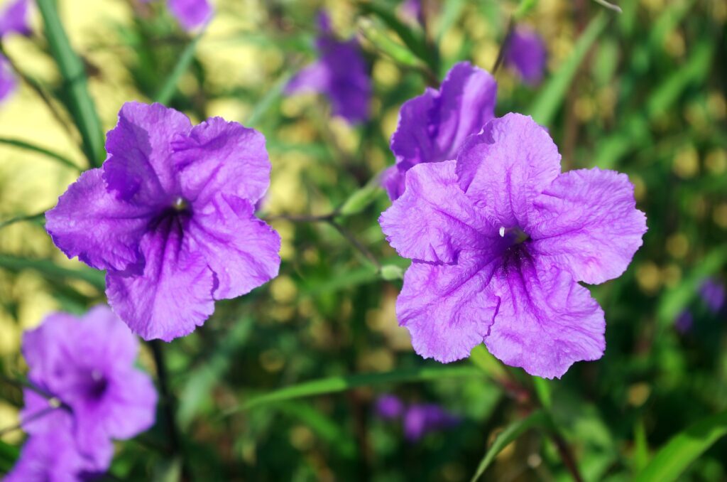 Mexican Petunia plants become very invasive weeds.