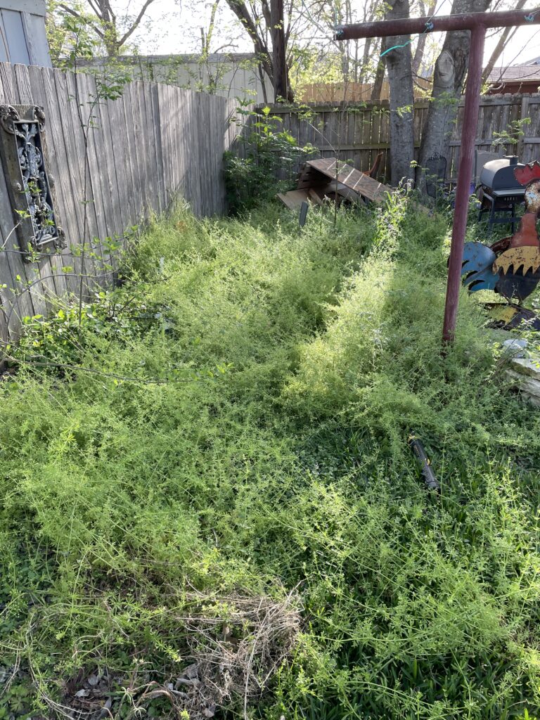 Sticky weed that has taken over a part of the garden -- no plants can grow through these weeds.