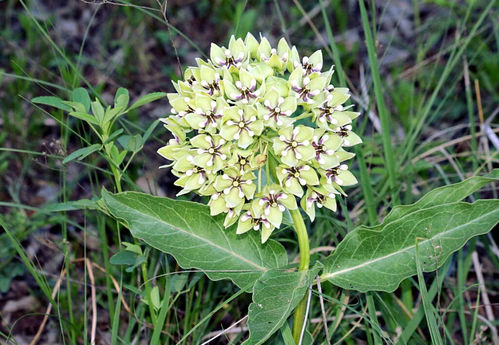 The very beautiful Antelope horns milkweed plant.  It may be a weed to some, but it ranks right up there with all the most beautiful flowers I have ever seen.