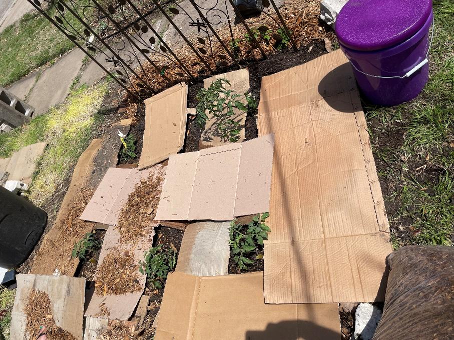 Cardboard placed on bed around tomatoes is the first phase of keeping out weeds, and growing great plants!