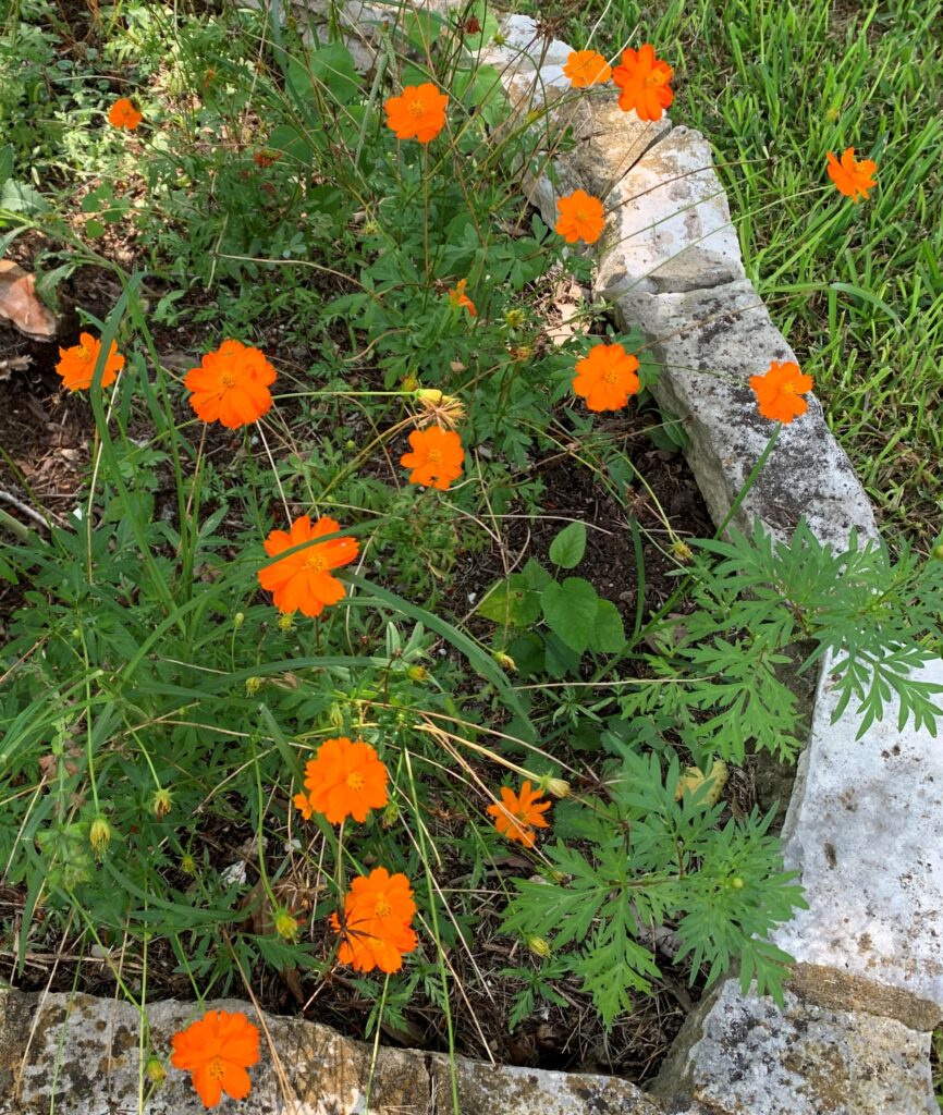 Cosmos are an annual, but they reseed vigorously so you won't have to replant them every year.  You might have to pull a few that end up where you don't want them!