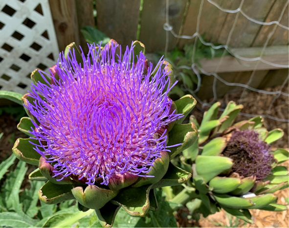 The perennial artichoke is harvested at the bud stage. However, I like the bloom so much I sometimes bypass having it on my plate to get tot enjoy the blooms.  If you think it looks like a thistle, you're right!  It is in the thistle family.