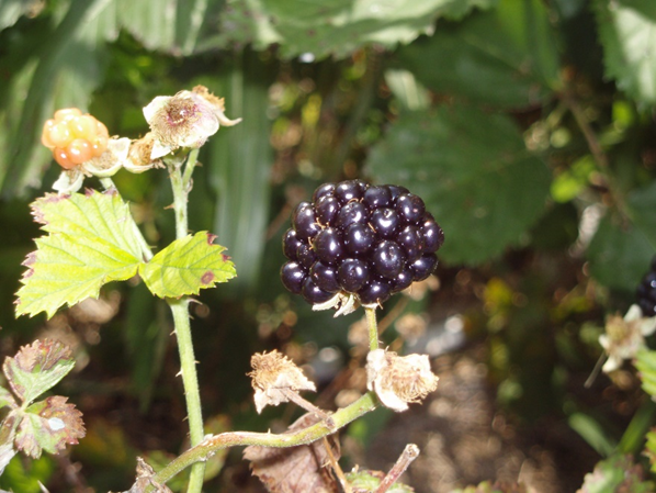 Blackberries are perennial.  They only set fruit on one year canes, meaning the canes that grew the summer before.  After you've picked all the fruit, you can cut down last year's canes.  They will never fruit again, but the new canes will.