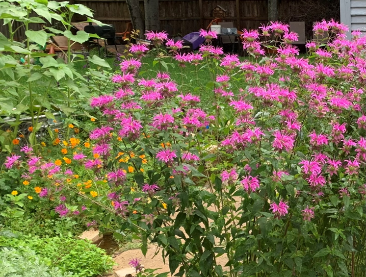 Wild Bergamot is a beautiful blooming perennial herb.  Add one to the garden where it can spread out.  When you have enough, share your bounty with your friends.