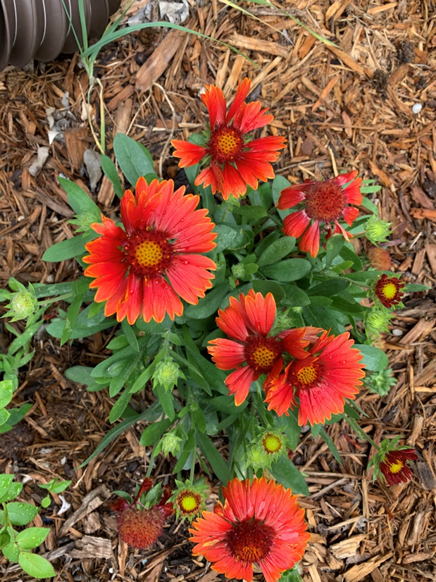 This is a Gaillardia plant.  This one is a perennial, but some varieties are annuals.