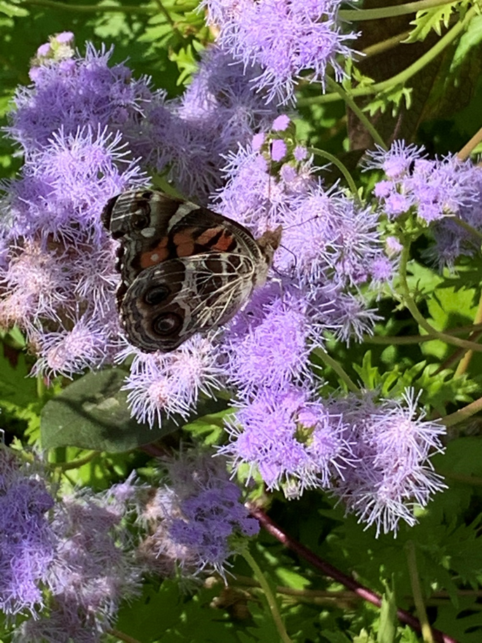 This is an American Lady butterfly feeding on a Gregg’s Mistflower, which is another herbaceous perennial.