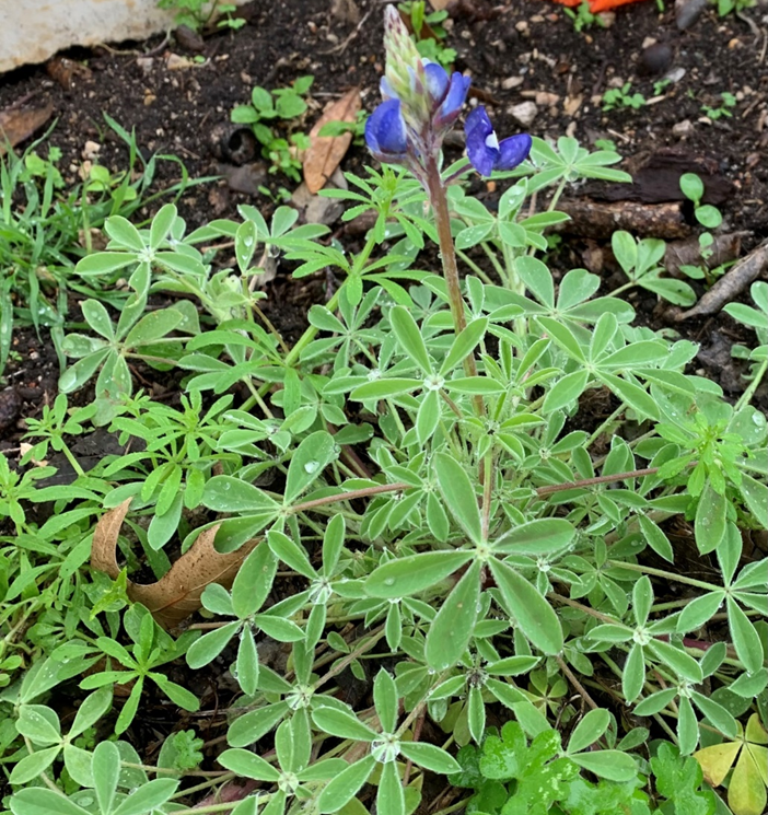 Bluebonnets, an annual, are the state flower of Texas and beloved by all who see their annual show. This one is just barelly beginning to bloom.