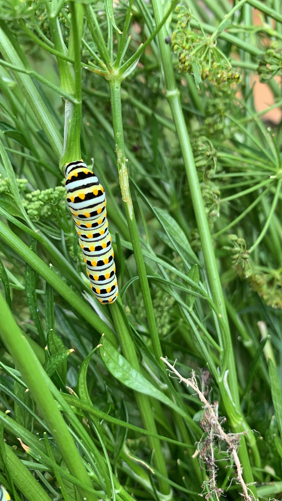 A Black Swallowtail caterpillar devours a blooming parsley.  Parsley is a biennial.