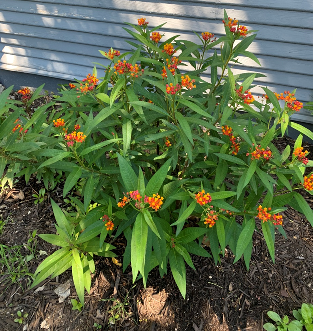 Asclepias, or Texaas Milkweed, is the larvael food of the Monarch butterfly and is a herbaceous perennial.  Although it dies to the ground after the first freeze, it comes up from the roots in the spring.