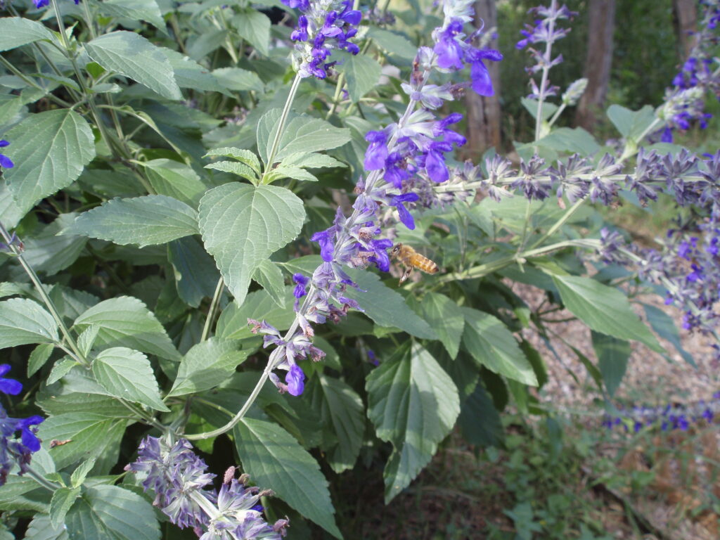 A bee sips nectar from a salvia.