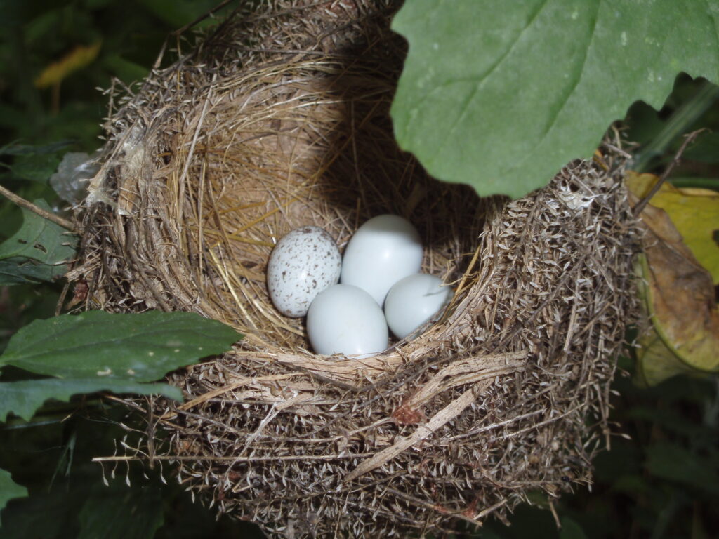 One day we found this magical bird's nest in a lambsquarters that had grown to shrub size.