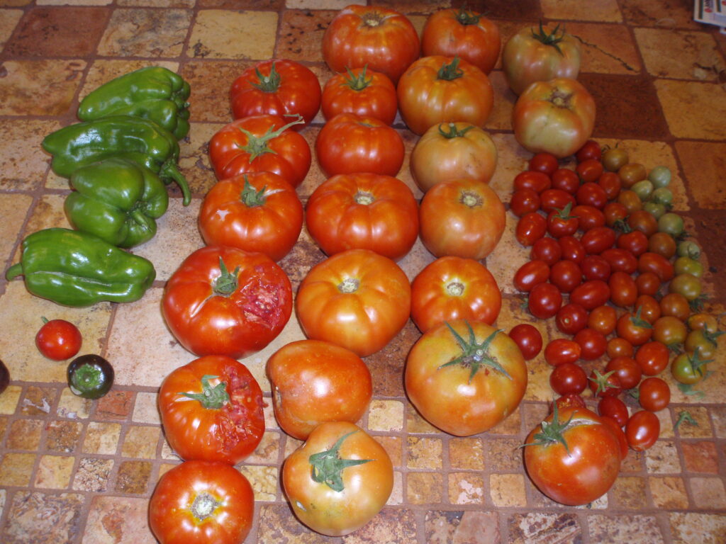 Gardening when it's hot means a lovely harvest of tomtoes and peppers.  Of course, the birds have to take their share as shown by the bites in the tomatoes.