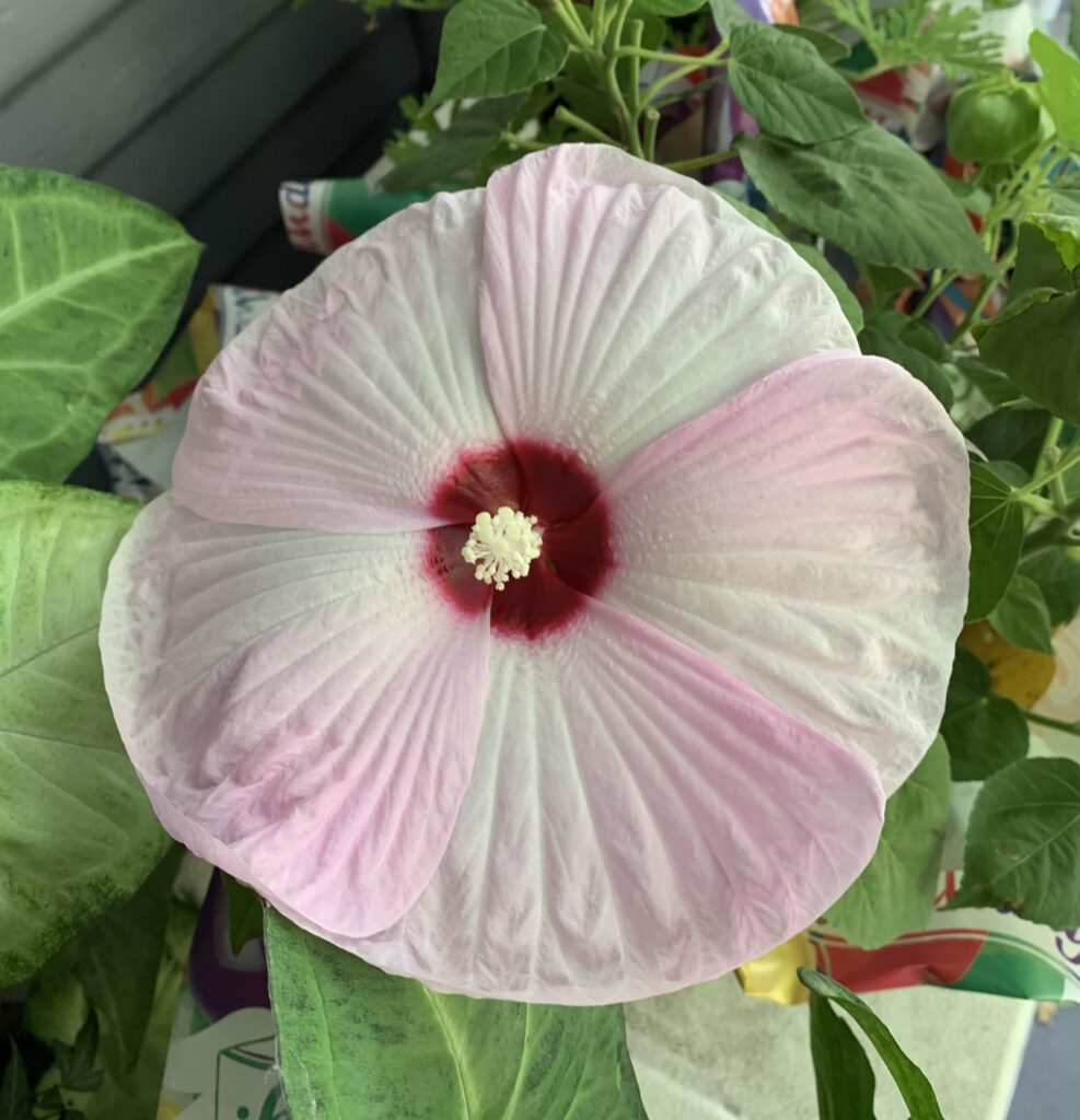 A gorgeous hibiscus bloom shows a fuschia center and a ruffled pattern on th petals.