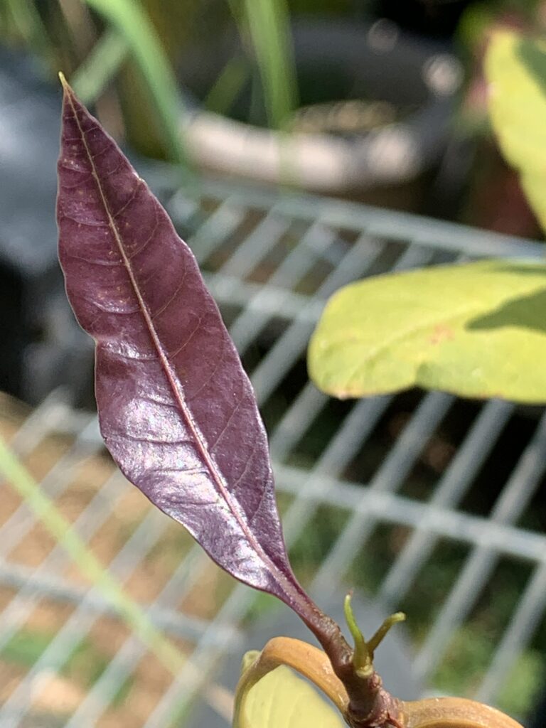 Look at this beautiful brand new mango leaf. The tree isn't dead after all.