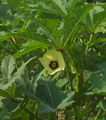 You can really tell okra is in the same family as hibiscus.  The blooms look so much like each other!  This photo is of a small okra pod and an okra bloom.