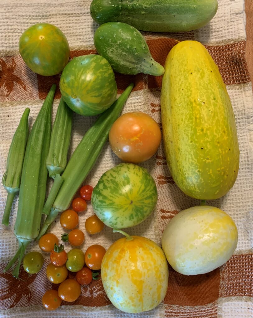 This late summer harvest includes okra, tomatoes, green cucumbers and lemon cucumbers.  These Green Zebra Tomatoes do well in the heat, and the lemon cucumbers did better than the green cucumbers.