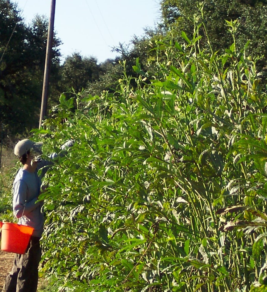 Okra can get quite tall -- over six feet tall.  Be sure to leave plenty of space for he okra to grow.  This photo shows a man picking okra that is probably 8-10 feet tall.