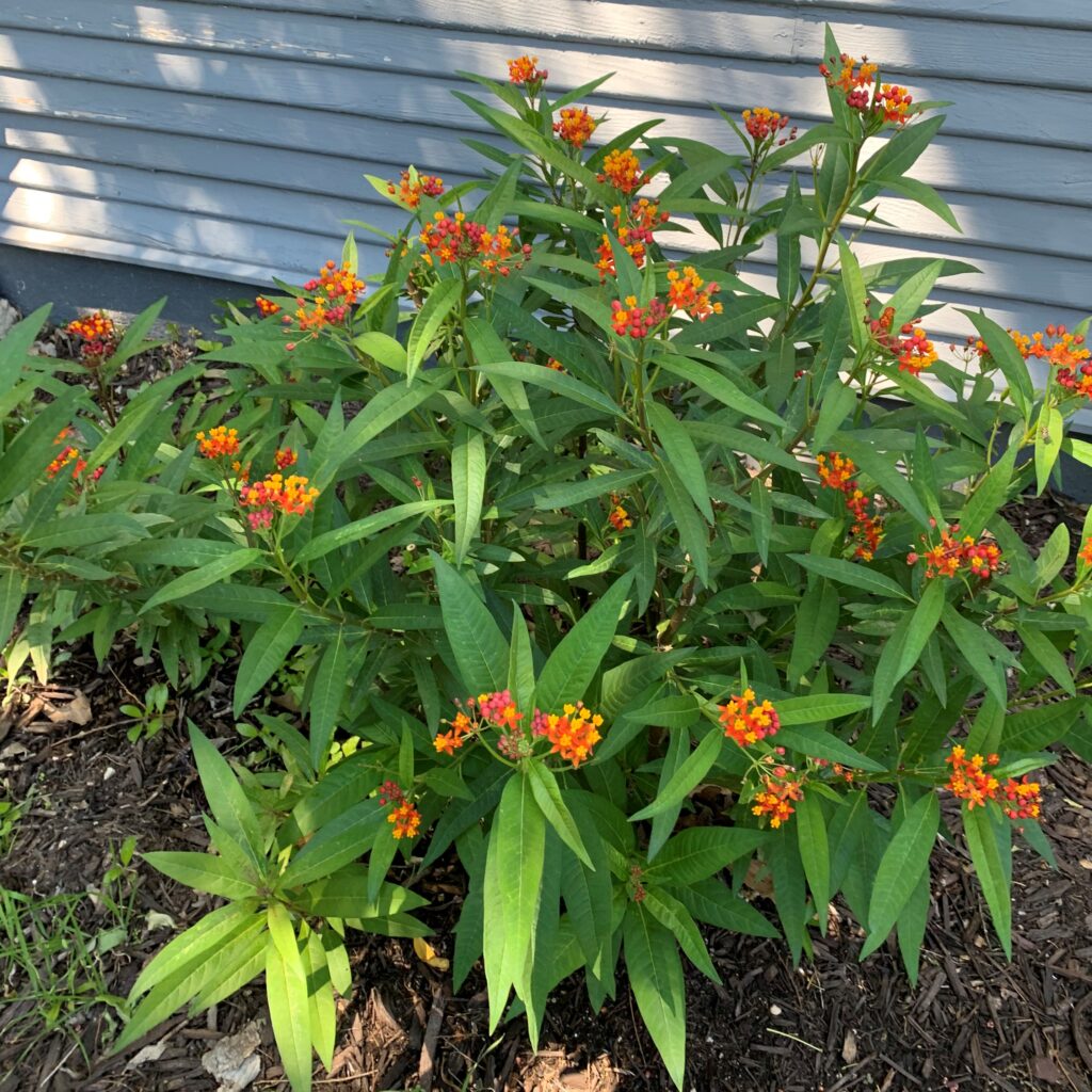 Asclepias, or Tropical Milkweeds, Bloom When It's Hot.