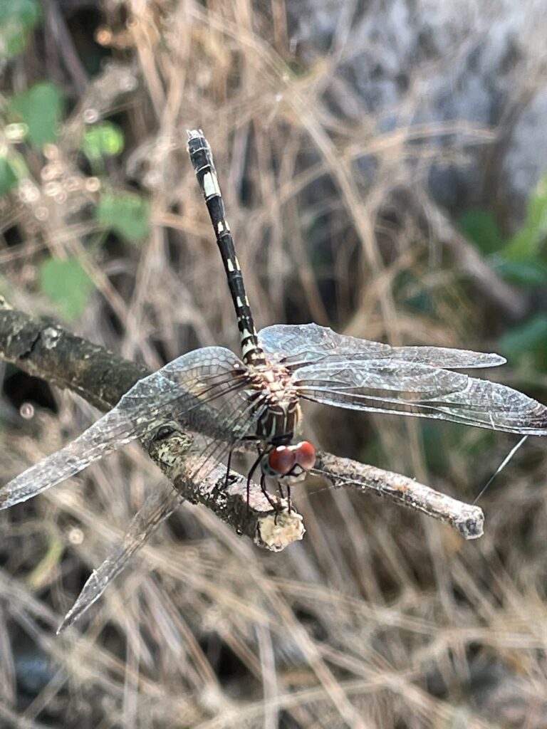 A dragonfly alights on a stick bringing amazement and joy to the garden.