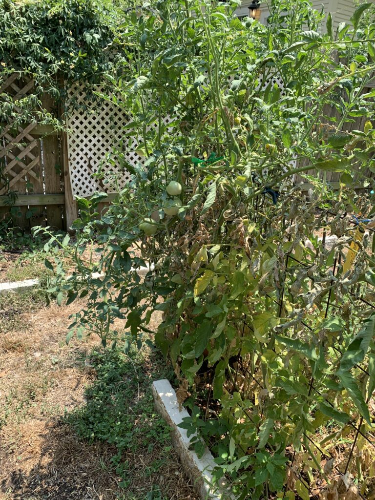 This photo shows tomatoes suffering from heat stress.  No amount of fertilizer will help them grow better.  You can see how the plant "fires" the lower leaves in an effort to conserve its resources to survive.