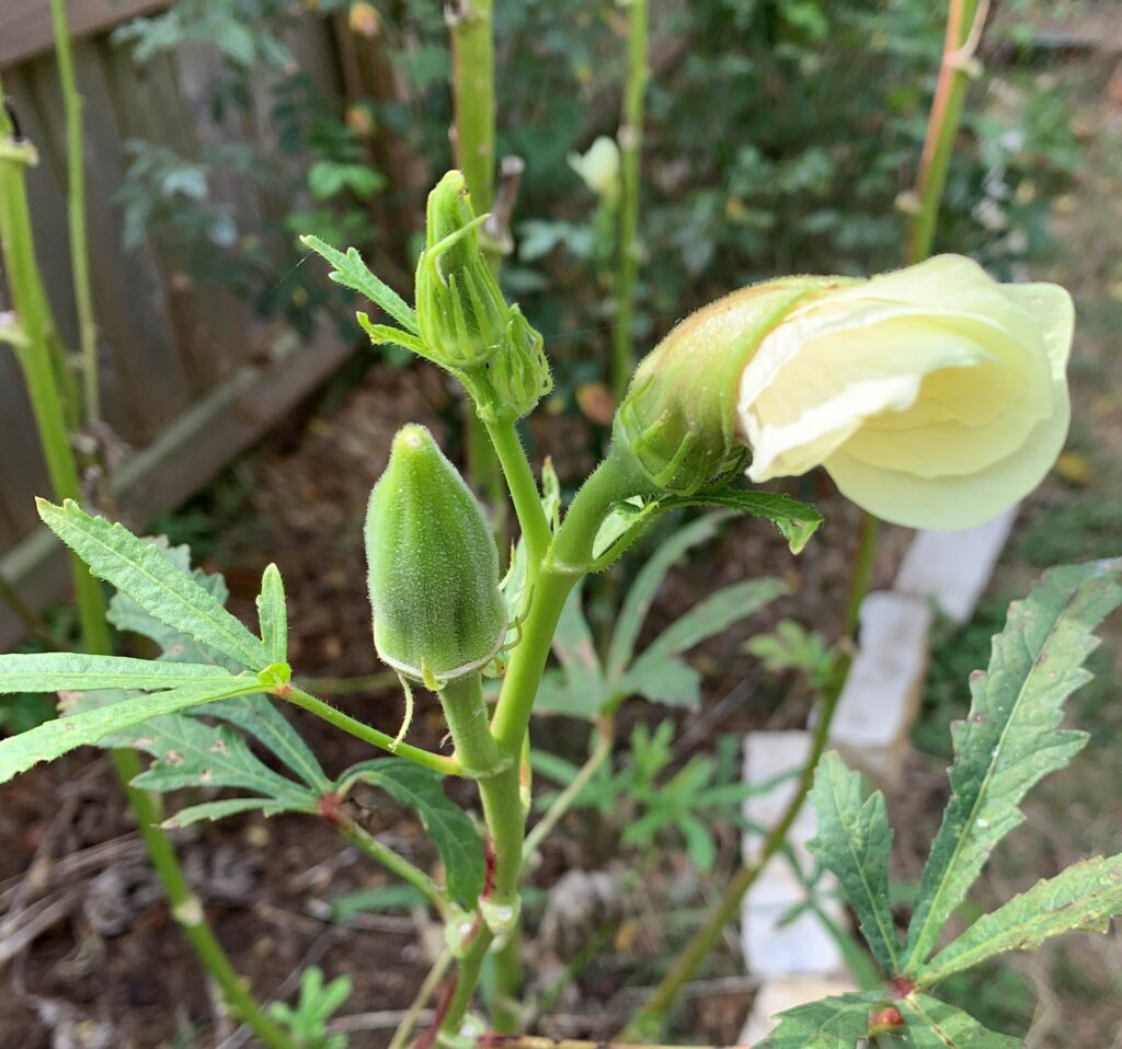 Okra should be harvested small.  Not as small as the one in this photo, but 2 - 4 inches is just about right.  This photo show a small okra pod and a bloom that is just opening.