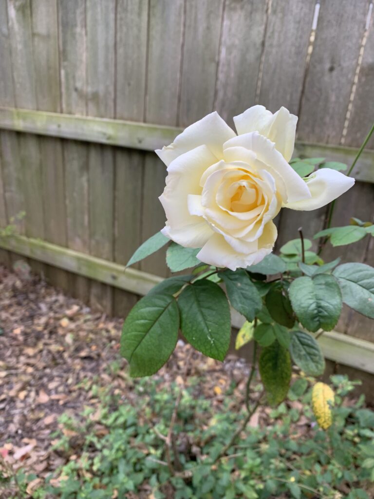 Roses smell great especially in the shade. This photo shows a yellow rose in the shade.