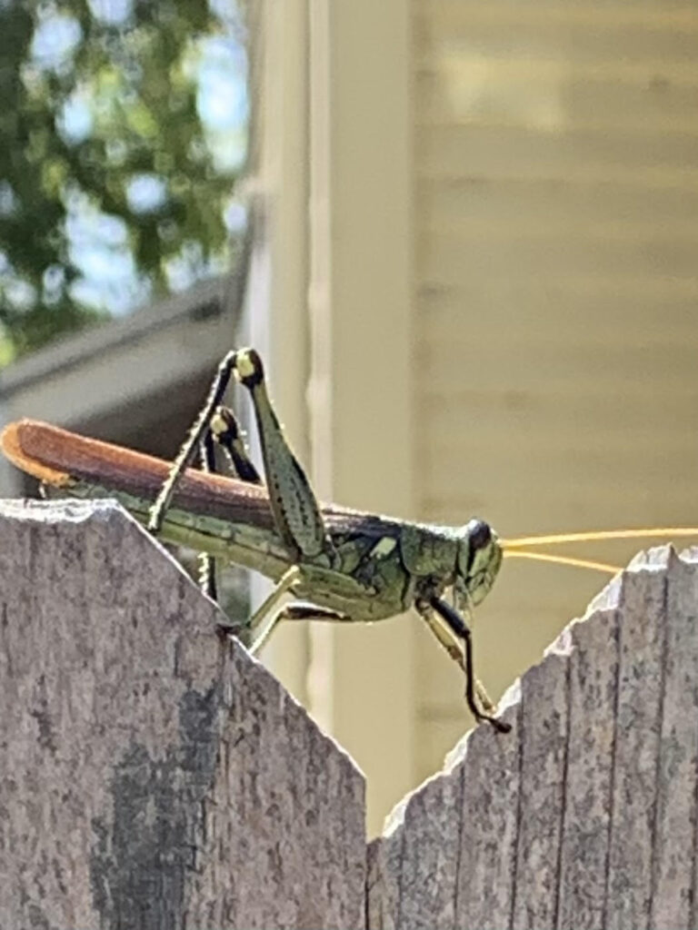 Locusts love it when this garden is hot, and this is the time to watch out for them.  Don't use insecticides.  Use other more appropriate methods.