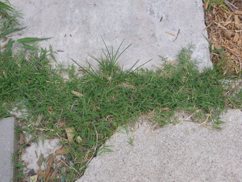 This is a photo or Bermuda grass which doesn't even need soil to grow in.  It's perfectly happy growing straight through the concrete sidewalk.  But if you take a short nap to try to escape the summer's heat, this fast grower will completely take over your garden beds.  This is a plant I hate.