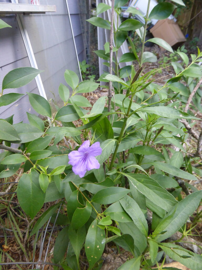 This is a "daily double" shot.  The purple blooming invasive is the ruellia.  It's right in the middle of a ligustrum.  This is a plant I hate.
