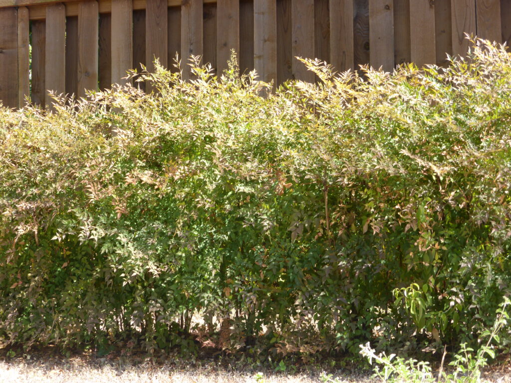 Nandina stands in a row beside a house.  It isn't that it is so ugly.  The problem with Nandina is that it crowds out native vegetation that supports our bird and insect populations.  This is a plant I hate.