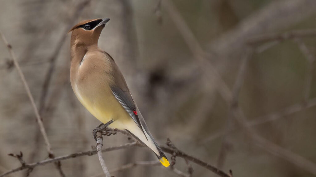 Photo is of the cedar waxwing bird.  If we want more of these beautiful birds, we need to have fewer of one of the plants I hate:  nandina plants.