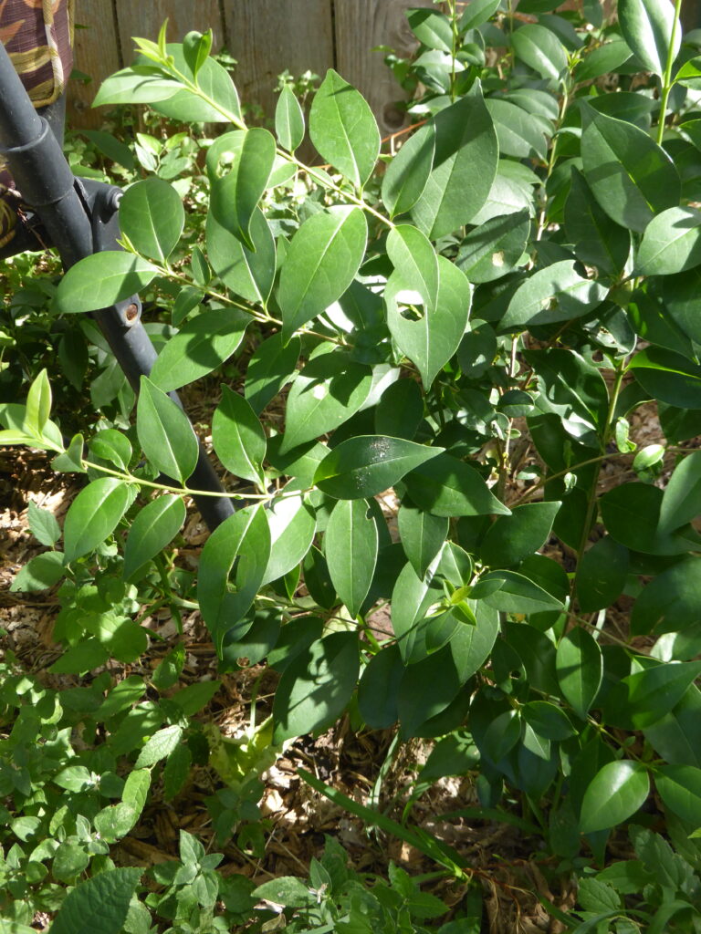 This is a photo of an ligustrum that came uninvited and plunked itself right down in my yard.  Now I have to pull it. This is a plant I hate.