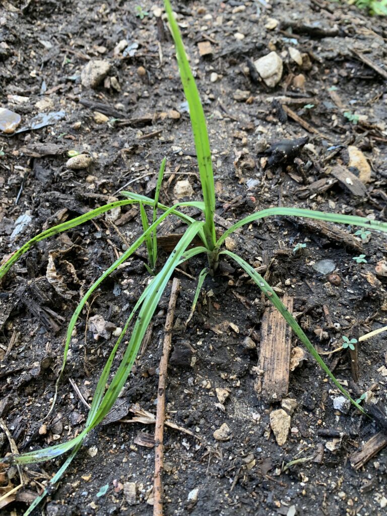 Nut grass coming up in what I hope to be my garden.  You can see there are two sprouts that are probably connected underground. This is a plant I hate.