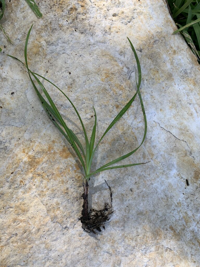 This nutgrass that has been pulled doesn't have the nut developed yet.  The muddy place above the roots is where the nut would develop. This is a plant I hate.