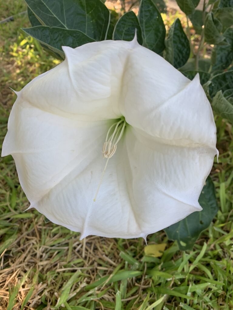 This photo is of a bloom on an Angel Trumpet.  Angel Trumpets put on a stunning bloom.