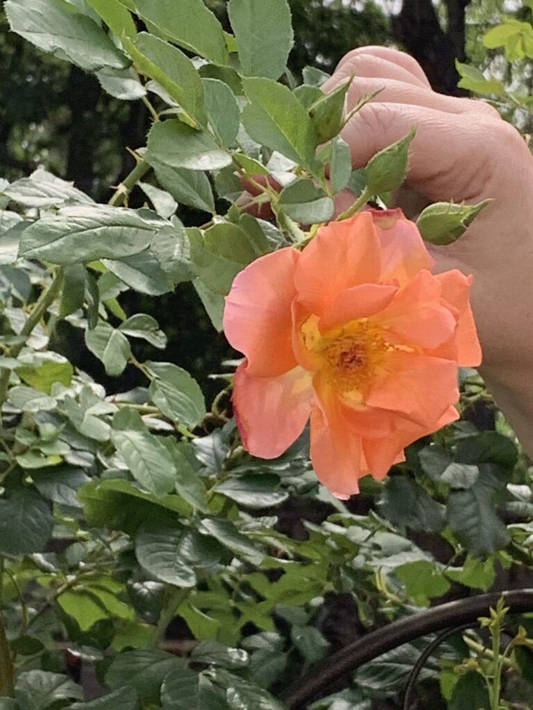 This photo is of a bloom on a Westerland rose which was my favorite variety of rose.  Beautiful blooms and vigorous growth on my Westerland climbing rose in spite of the "Pit of Despair' summer.