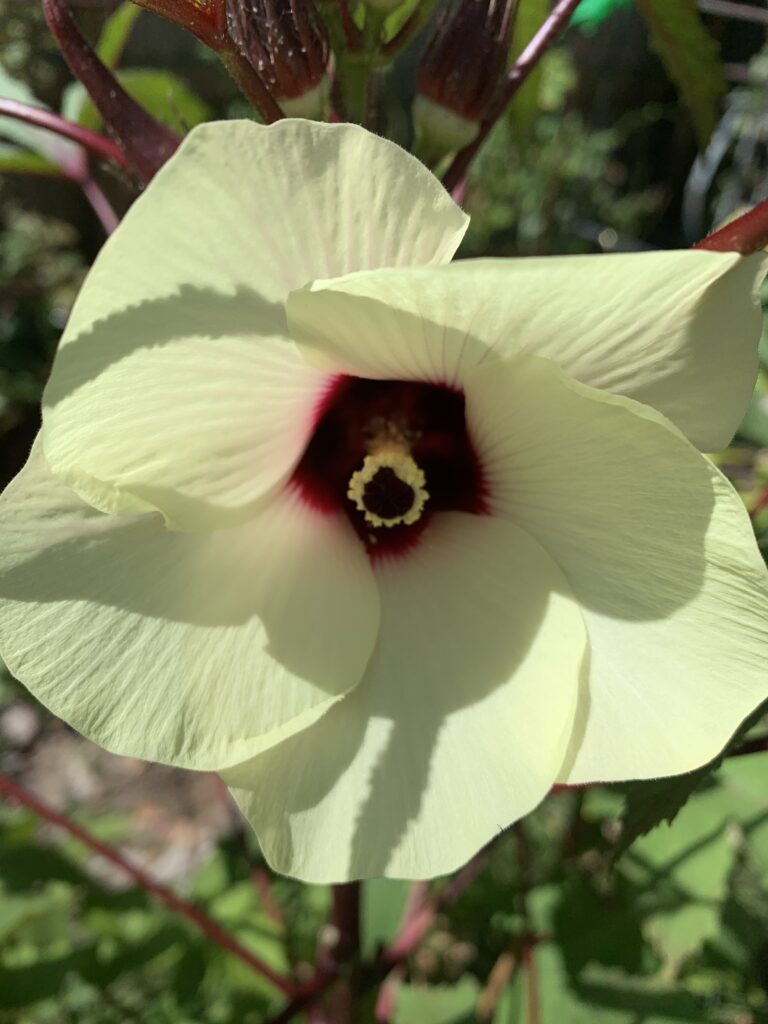 This photo is of an okra blossom.  I'd grow okra just for the blooms even if I didn't love to eat them.