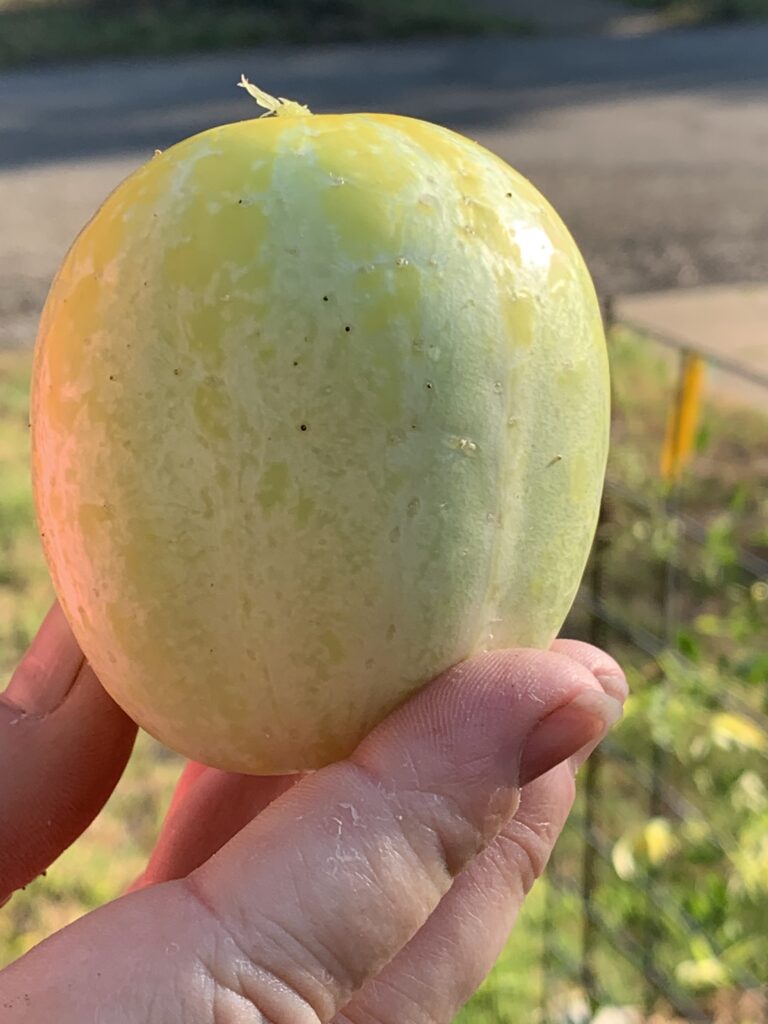 This photo is of a Lemon Cucumber which was my favorite variety of cucumber.  Lemon Cucumbers are very tasty -- mild and sweet.   We love them in cucumber sandwiches.  