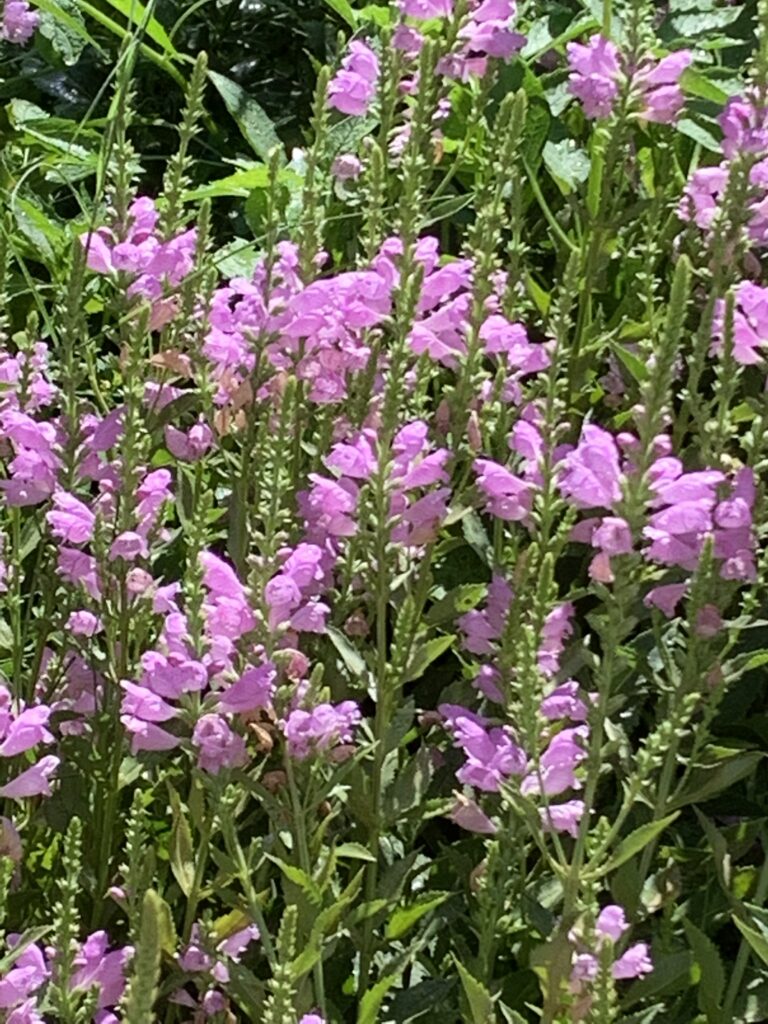 This photo is of a swath of obedient plants blooming.  When they first bloomed, the obedient plants looked pretty good.