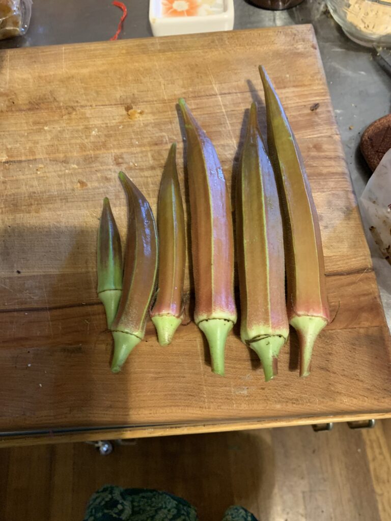 This photo shows okra of various sizes from small to too big.  My favorite variety of okra was Carmine Splendor.  Be careful to monitor your okra every day or they will get too big to be tender.