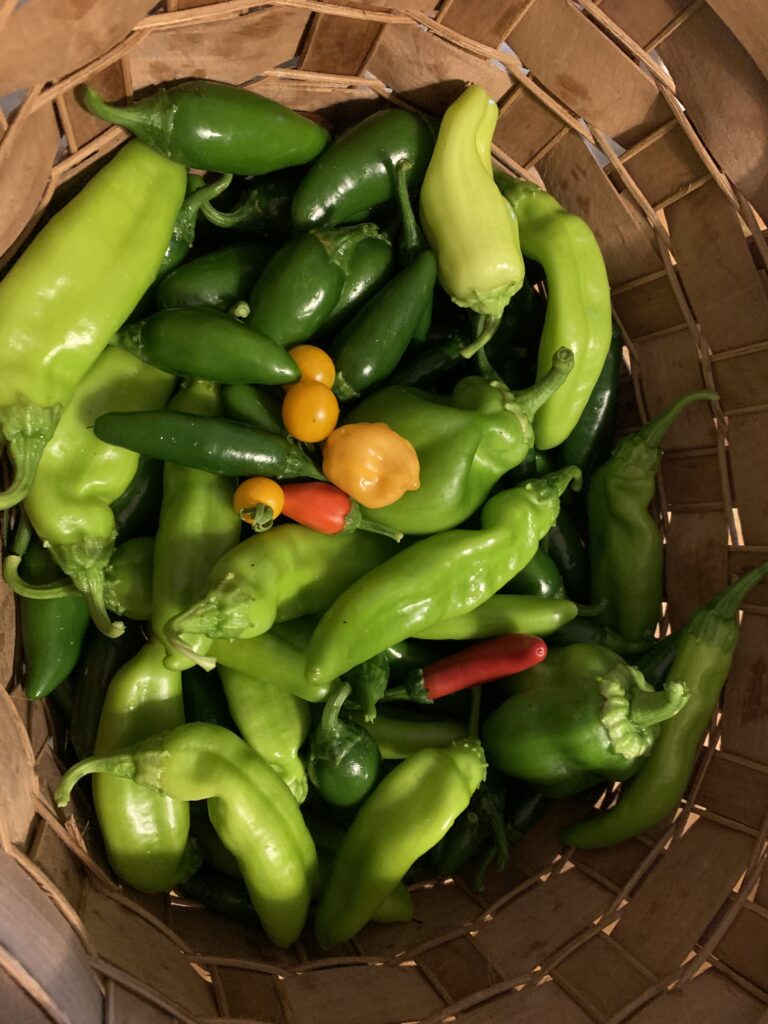 This photo shows lots of different types of peppers-- cubanelles, serranoes, habaneros, and jalapeños.  The harvest is plentiful now that summer is  over the hump.