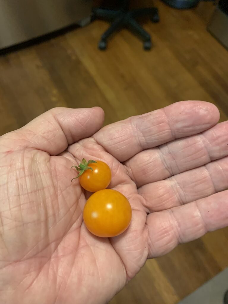 This photo shows Sunshine and Sun Gold  tomatoes,  Although Austin Pear was my favorite variety, I still like Sunshine and Sun Gold  tomatoes. Sun Gold is biggest, but Sunshine is tastier. 