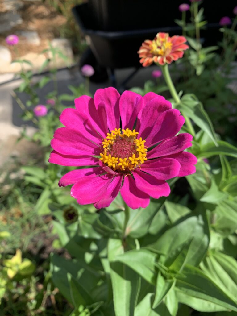 This photo is a close-up of a fuschia colored zinnia.  I love the color and the fanciness of this zinnia, even if it isn't orange!