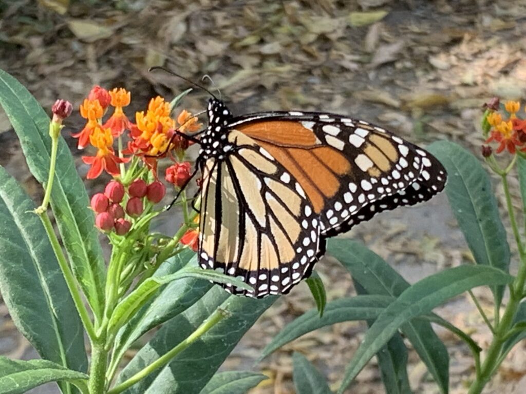 This photo shows a Monarch Butterfly sipping from its host plant, milkweed.   It takes many nutrients for a plant to grow from seed to bloom.