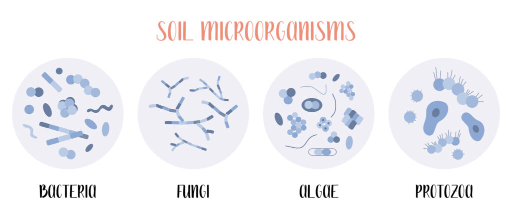 This photo shows microscopic views of soil microoganisms: bacteria, fungi, algae, and protozoa.  All those soil microbes contribute to the health of our plants.