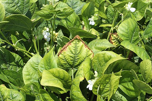 This is a photo of soybeans showing the brown edges characteristic of the lack of the third major element potassium.  Photo courtesy of Creative Commons.