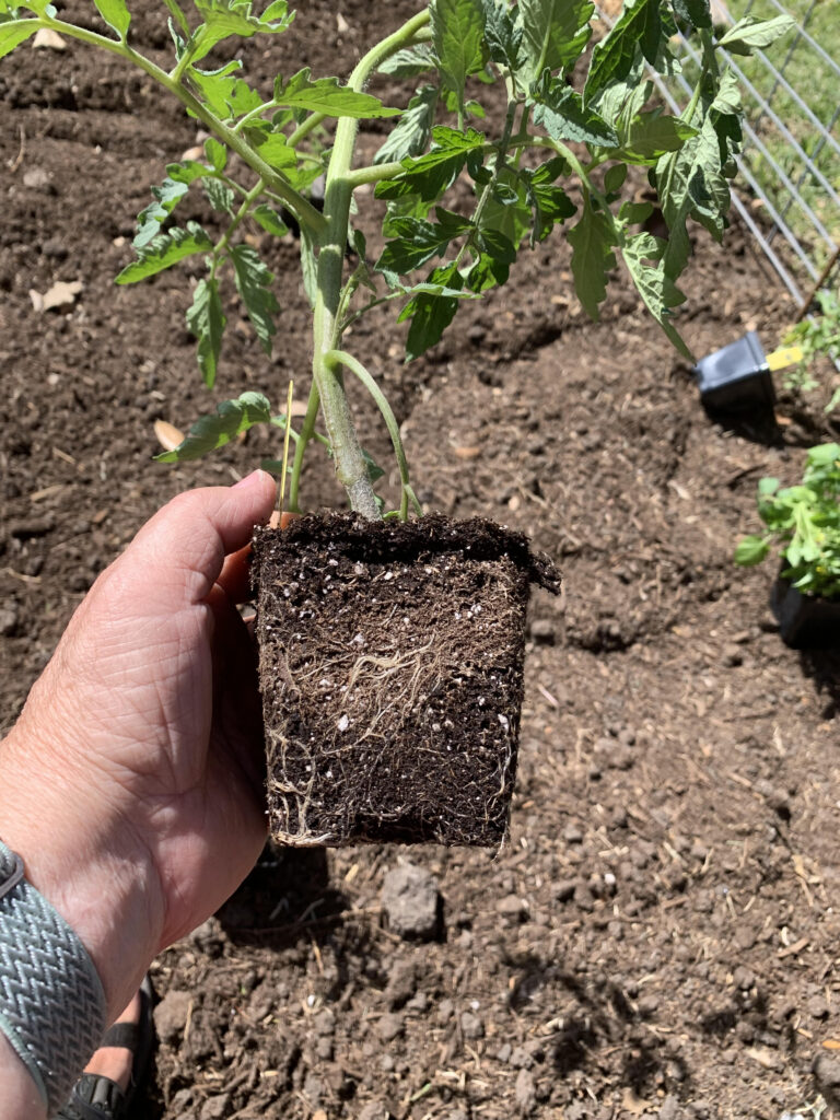 This photo shows the roots of a tomato plant.  The second of the major elements, phosphorus, aids in the growth of roots.