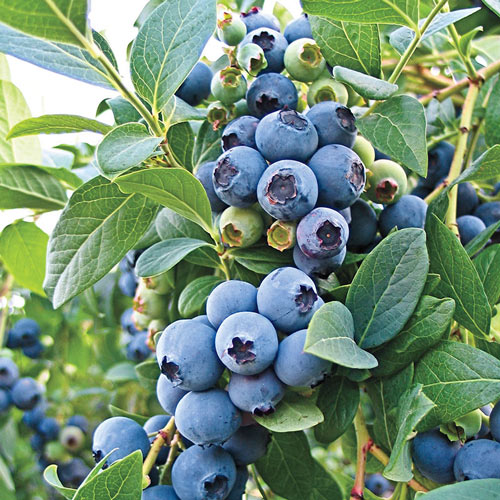 Photo of Blueberry bush.  Blueberries!  Oh so luscious!  However, you better make sure you have acidic soil, or are willing to put in a lot of work amending your soil.  Photo courtesy of Gurneys.com