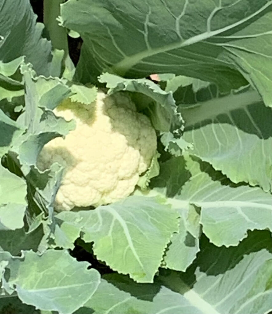 This photo shows a head of cauliflower.  This cauliflower from my garden is one vegetable that likes to grow in alkaline soil. 