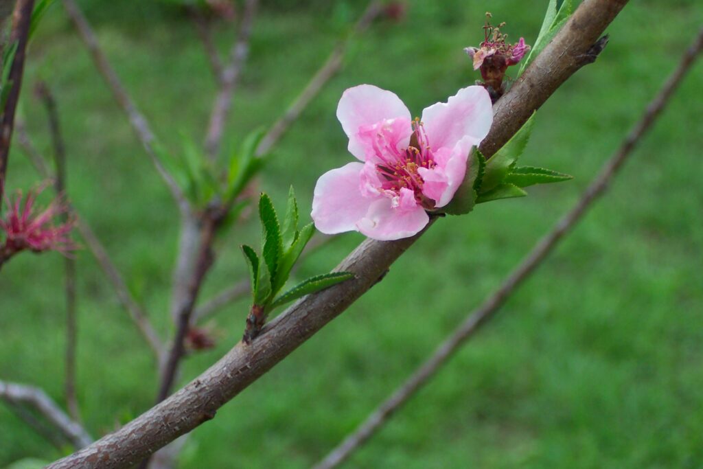 Photo shows a peach bloom.  Fruit trees are a welcome addition to your garden.  These tips will help you to succeed with your fruit trees.